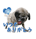 パグのもい スタンぷぅ～2（個別スタンプ：16）