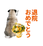 パグのもい スタンぷぅ～2（個別スタンプ：18）