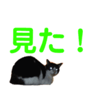 デカ文字シロクロ（個別スタンプ：4）