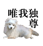 愛犬 まーくん（個別スタンプ：1）
