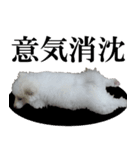 愛犬 まーくん（個別スタンプ：2）