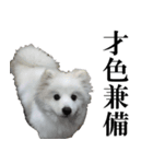 愛犬 まーくん（個別スタンプ：3）