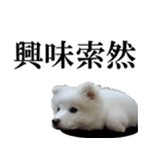 愛犬 まーくん（個別スタンプ：6）