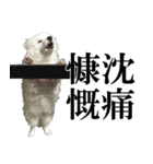 愛犬 まーくん（個別スタンプ：7）