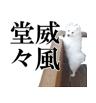愛犬 まーくん（個別スタンプ：8）