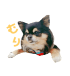 くまのこくーたん（個別スタンプ：6）