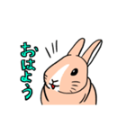 もふもふうさぎすき（個別スタンプ：10）