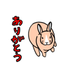もふもふうさぎすき（個別スタンプ：16）