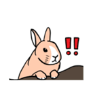 もふもふうさぎすき（個別スタンプ：19）