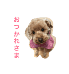 トイ・プードル  イリス（個別スタンプ：1）