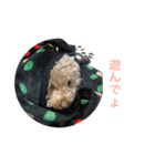 トイ・プードル  イリス（個別スタンプ：6）