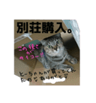 さくら三昧・いい女のつもり編（個別スタンプ：19）