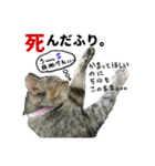 さくら三昧・いい女のつもり編（個別スタンプ：21）