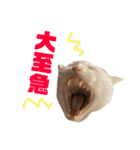 保護猫すたんぷ 5（個別スタンプ：1）