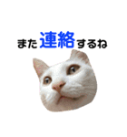 保護猫すたんぷ 5（個別スタンプ：2）