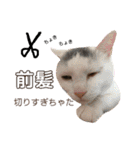 保護猫すたんぷ 5（個別スタンプ：6）