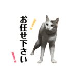 保護猫すたんぷ 5（個別スタンプ：7）