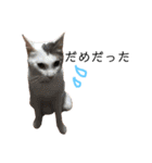 保護猫すたんぷ 5（個別スタンプ：8）