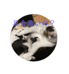 保護猫すたんぷ 5（個別スタンプ：9）