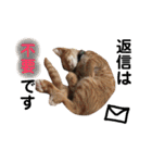 保護猫すたんぷ 5（個別スタンプ：10）
