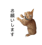 保護猫すたんぷ 5（個別スタンプ：11）
