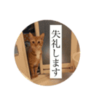 保護猫すたんぷ 5（個別スタンプ：12）