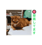 保護猫すたんぷ 5（個別スタンプ：13）