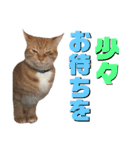 保護猫すたんぷ 5（個別スタンプ：14）