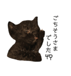 保護猫すたんぷ 5（個別スタンプ：16）