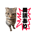 保護猫すたんぷ 5（個別スタンプ：17）