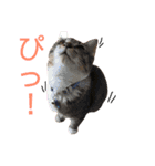 保護猫すたんぷ 5（個別スタンプ：18）