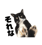 保護猫すたんぷ 5（個別スタンプ：19）