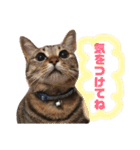 保護猫すたんぷ 5（個別スタンプ：21）