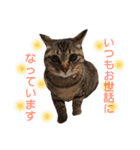 保護猫すたんぷ 5（個別スタンプ：22）
