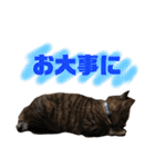 保護猫すたんぷ 5（個別スタンプ：23）