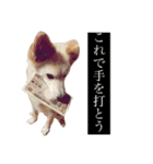 保護猫すたんぷ 5（個別スタンプ：26）