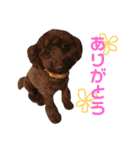 保護猫すたんぷ 5（個別スタンプ：32）
