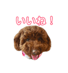 保護猫すたんぷ 5（個別スタンプ：34）