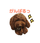保護猫すたんぷ 5（個別スタンプ：37）