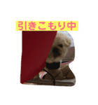 ぐん、ましゅ、ちっぷ（個別スタンプ：8）