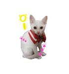 愛猫だいすき01（個別スタンプ：9）