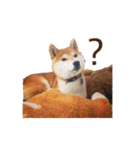 虎次郎がかわいいスタンプ（個別スタンプ：12）