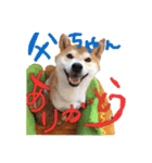 虎次郎がかわいいスタンプ（個別スタンプ：26）