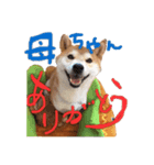 虎次郎がかわいいスタンプ（個別スタンプ：27）