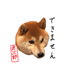 虎次郎がかわいいスタンプ（個別スタンプ：31）