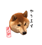 虎次郎がかわいいスタンプ（個別スタンプ：32）