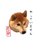 虎次郎がかわいいスタンプ（個別スタンプ：33）