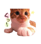 茶トラ猫つめあわせ（個別スタンプ：1）