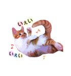茶トラ猫つめあわせ（個別スタンプ：2）