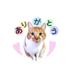 茶トラ猫つめあわせ（個別スタンプ：3）